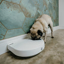 Ein rehbrauner Mops, der aus einem weißen automatischen Haustierfutterspender frisst, der auf einem Betonboden vor einer Wand mit verwitterten blaugrünen sechseckigen Fliesen steht, in einer scheinbar modernen Innenraumeinstellung.